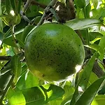 Вилла Giardino Tropicale Eco-friendly Private Pools Lido di Noto