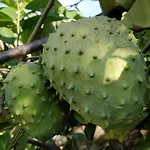 Giardino Tropicale Eco-friendly Private Pools Вилла *